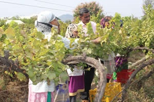 Wine Tour